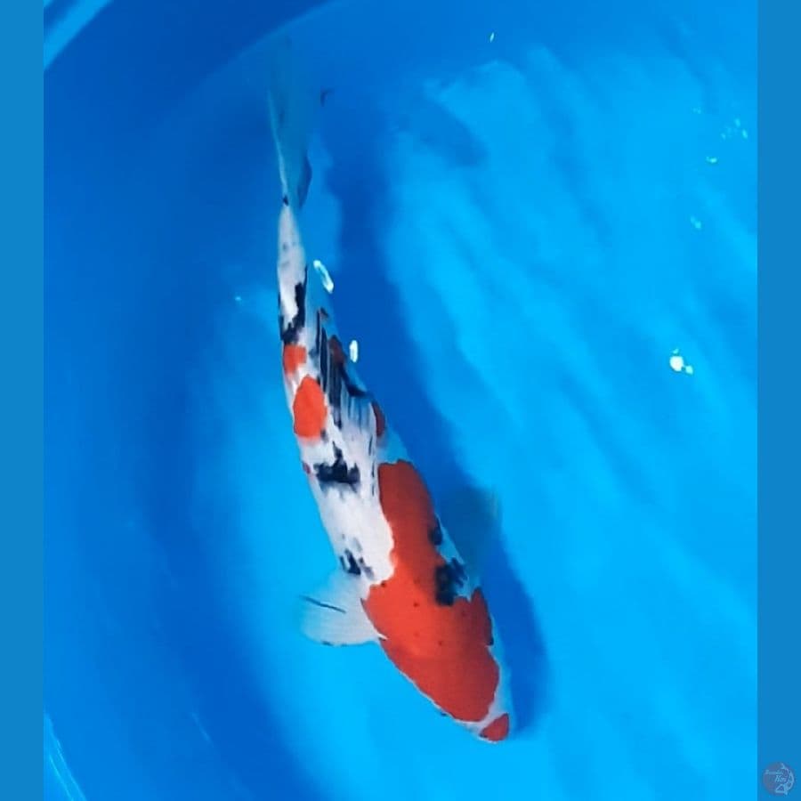 40cm # SANKE F