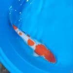 37cm # KOHAKU ORI