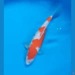 34cm # KOHAKU F