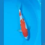 30cm # KOHAKU HQ
