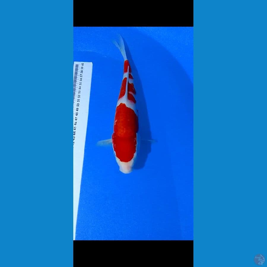 kohaku 30 bu