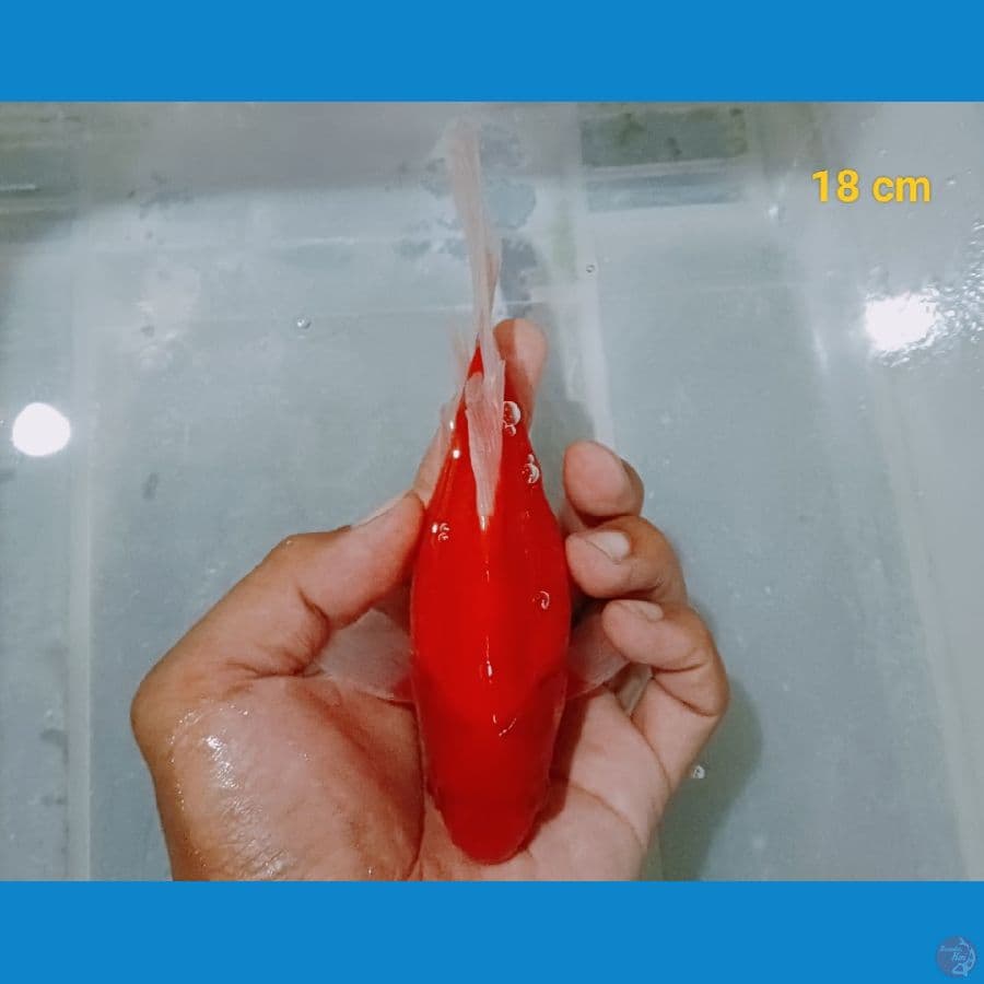 Tamasaba 18 cm