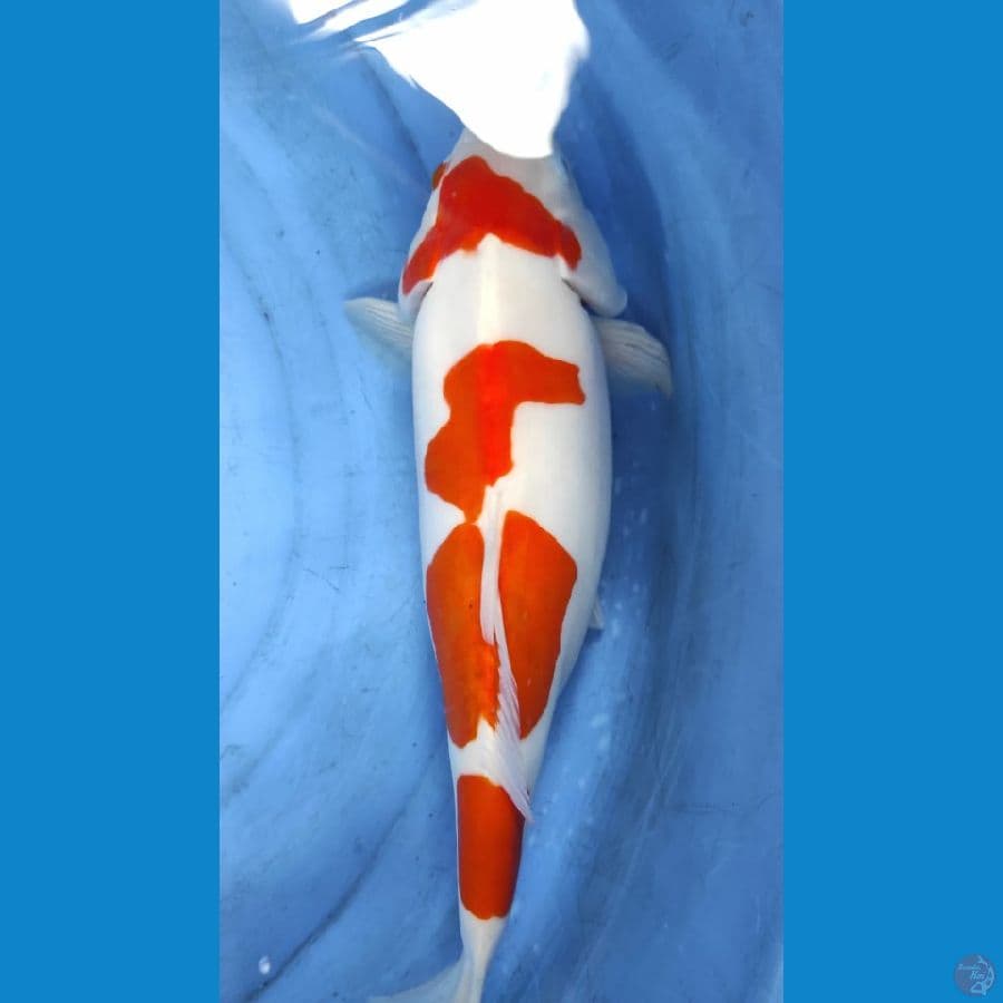 kohaku doit murni 43cm