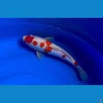 kohaku dainichi 40 cm 