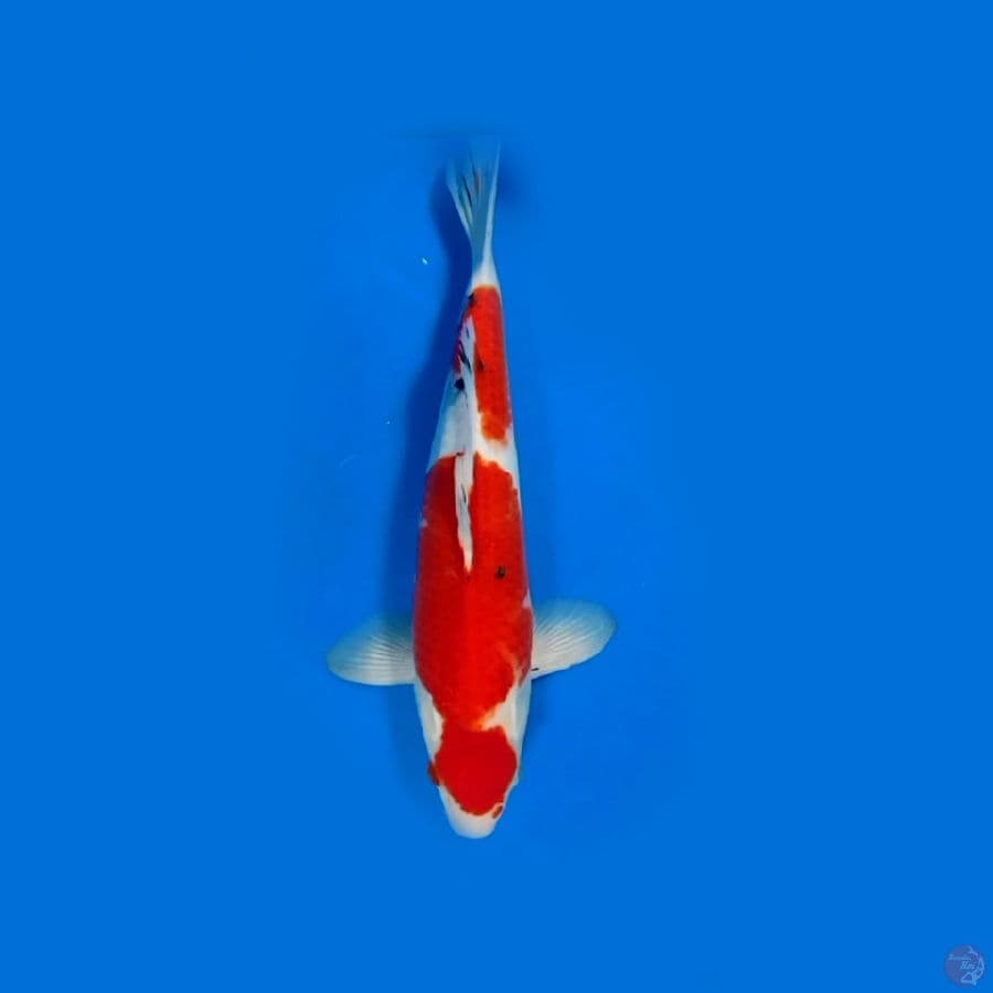 NOGOSARI 33CM