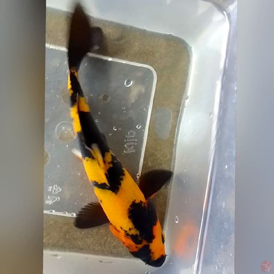 kiUTSURI 17CM
