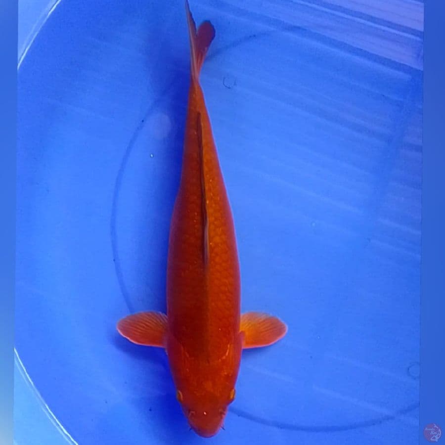 CAGOI TEMBAGA 41CM