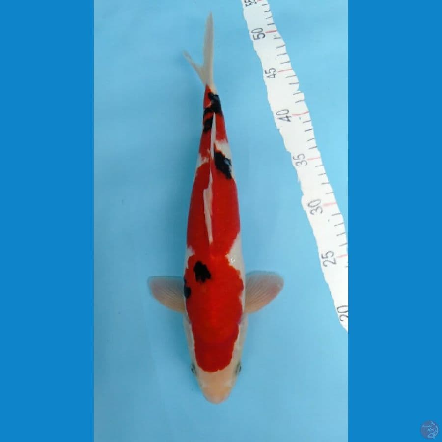 SANKE RED STRONG MALE