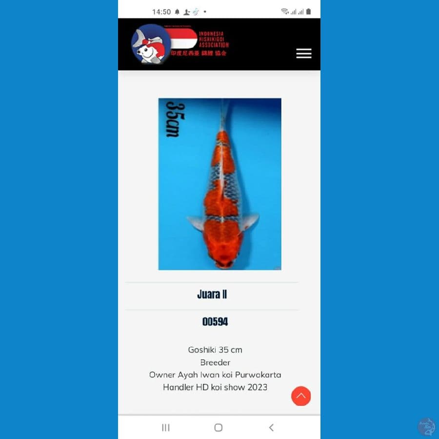 Goshiki Juara 2 Breeder Koi Show Sukabumi