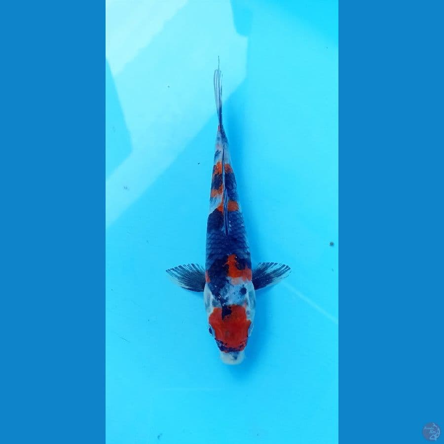 Showa 22cm