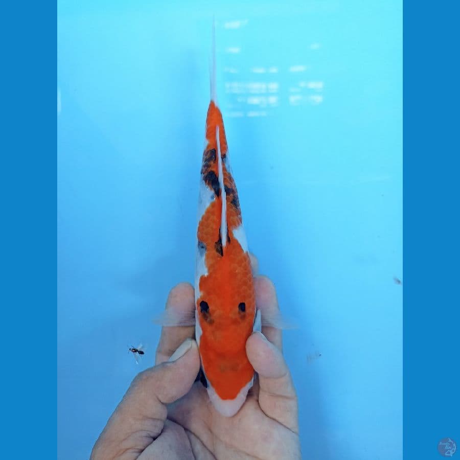 Inazuma showa 23cm