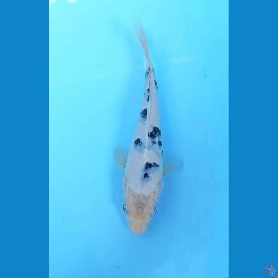 Bekko 20cm