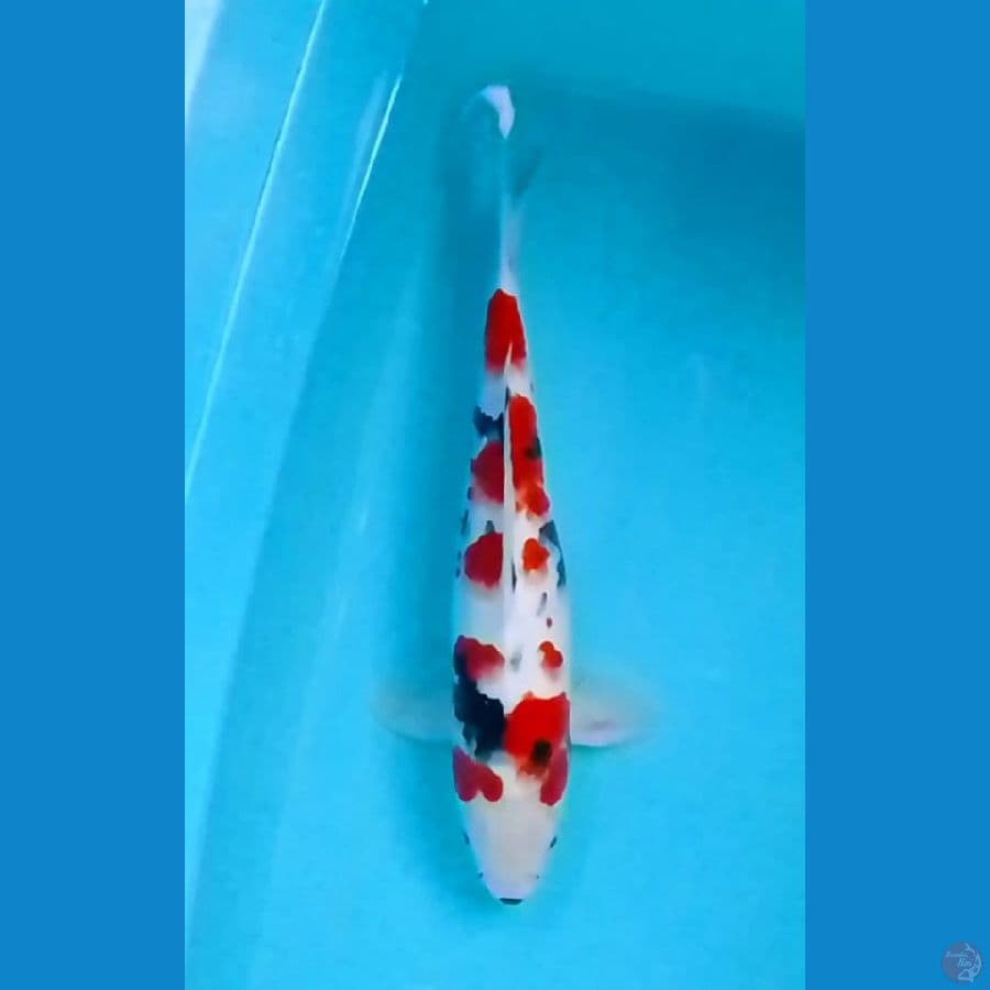 Kindai Showa 40cm (M)