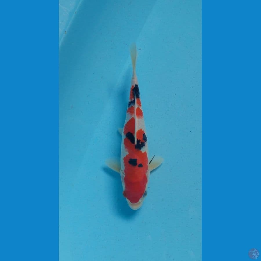 sanke SQ 23 cm