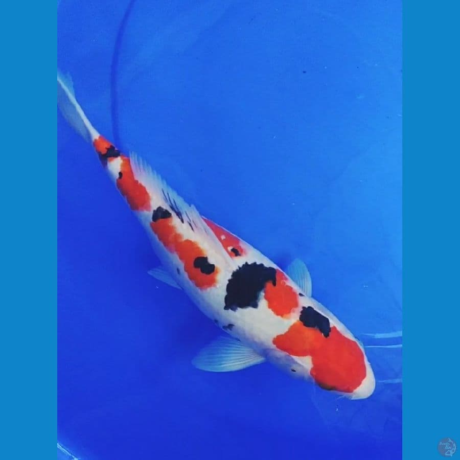 Sanke F33 cm, 
