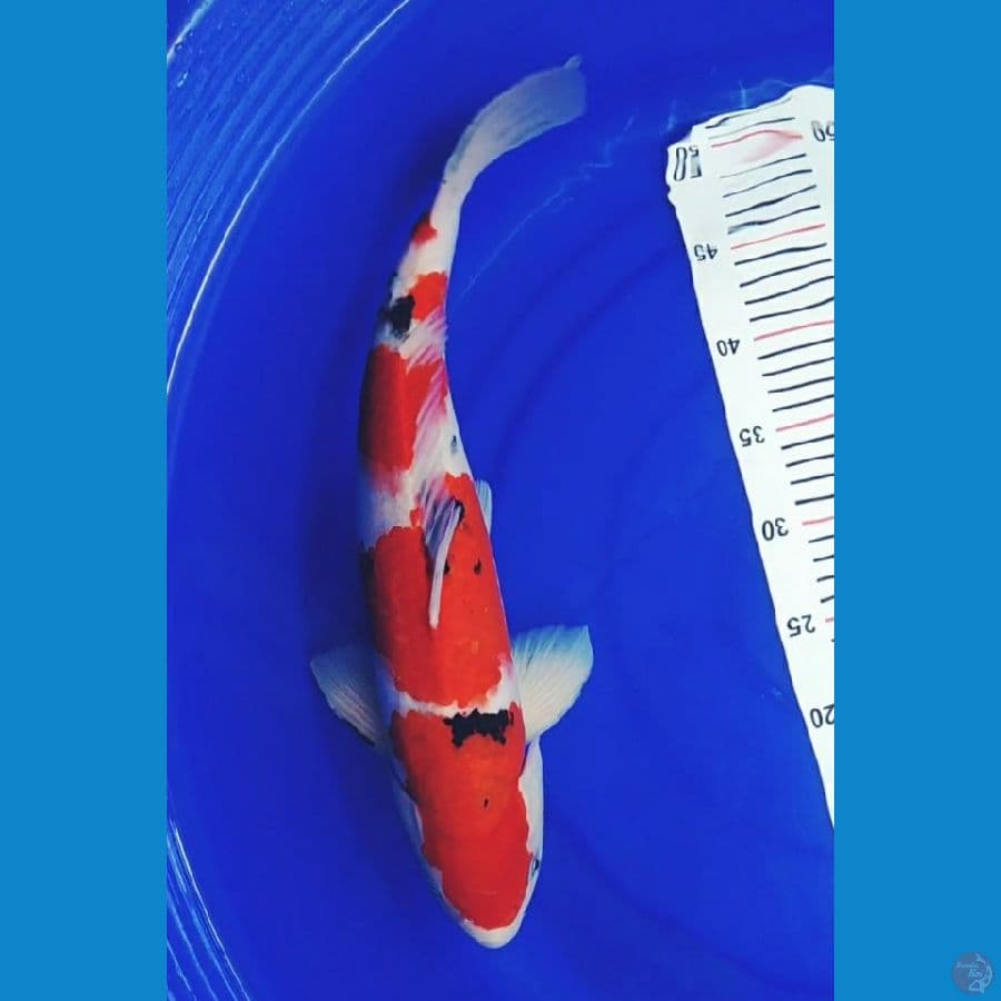 Sanke M45 cm