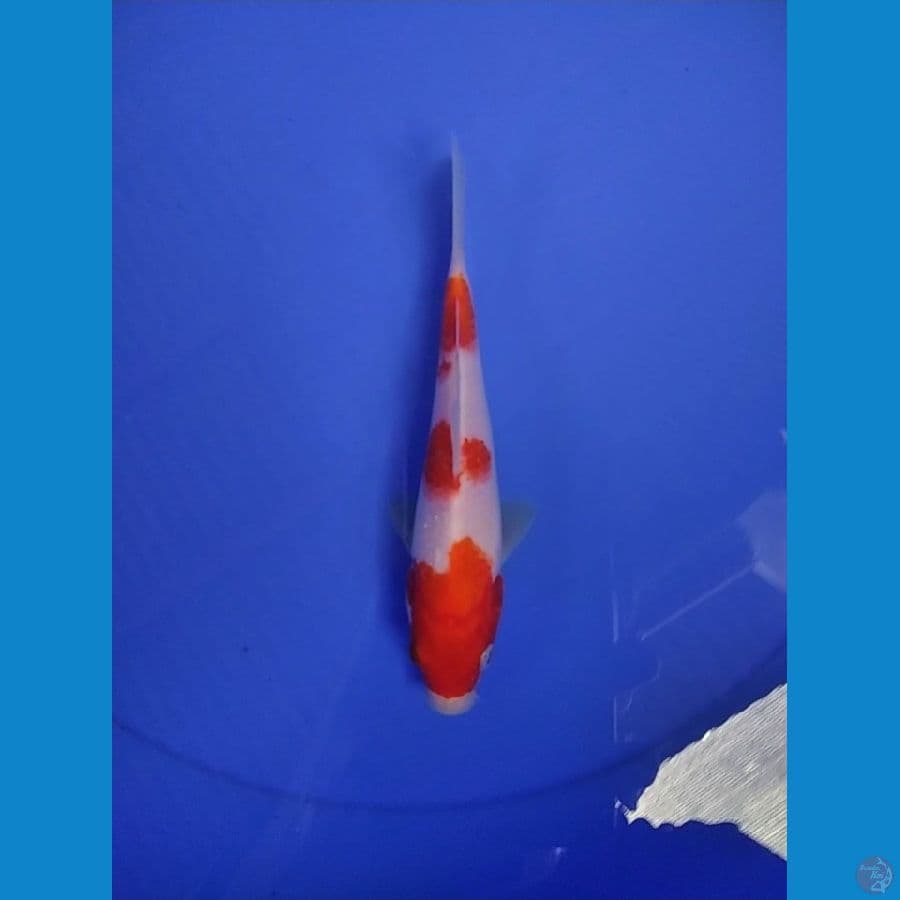 KOHAKU 3 STEP ORIGINAL 15 CM