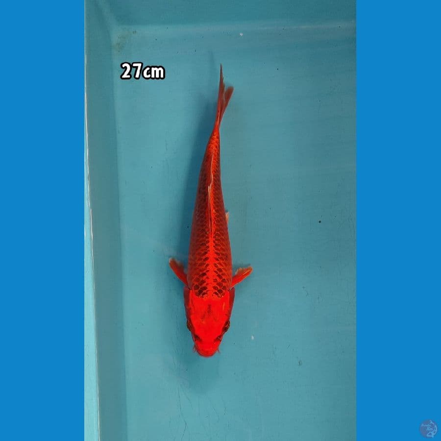 Matshuba 27 cm