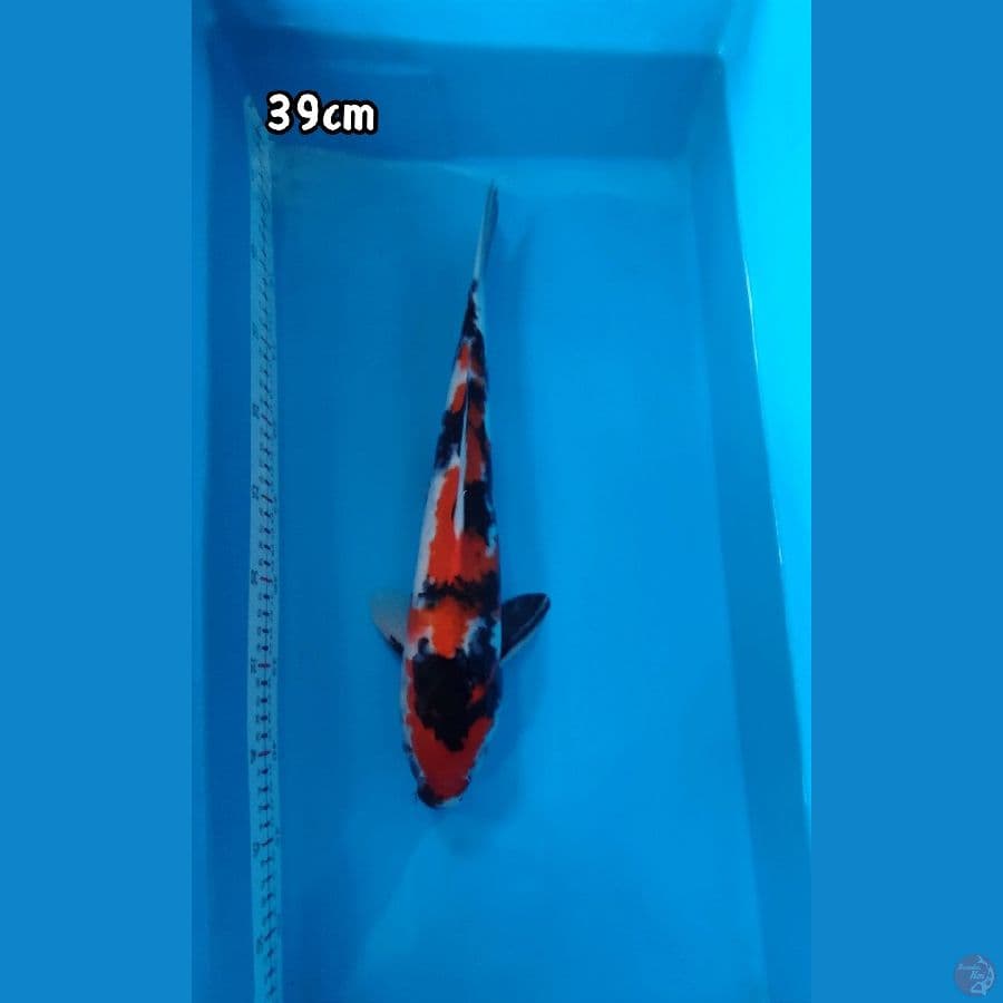 SHowa 39cm M