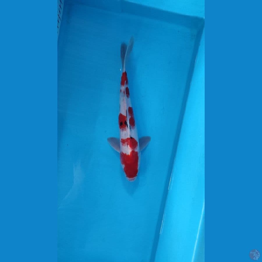 SHanke 31cm M
