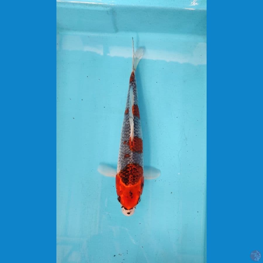 Ghoshiki 30cm/M