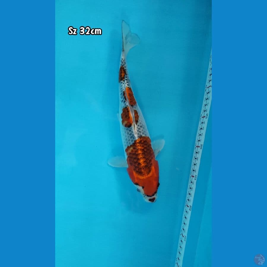 Goshiki 32cm/F