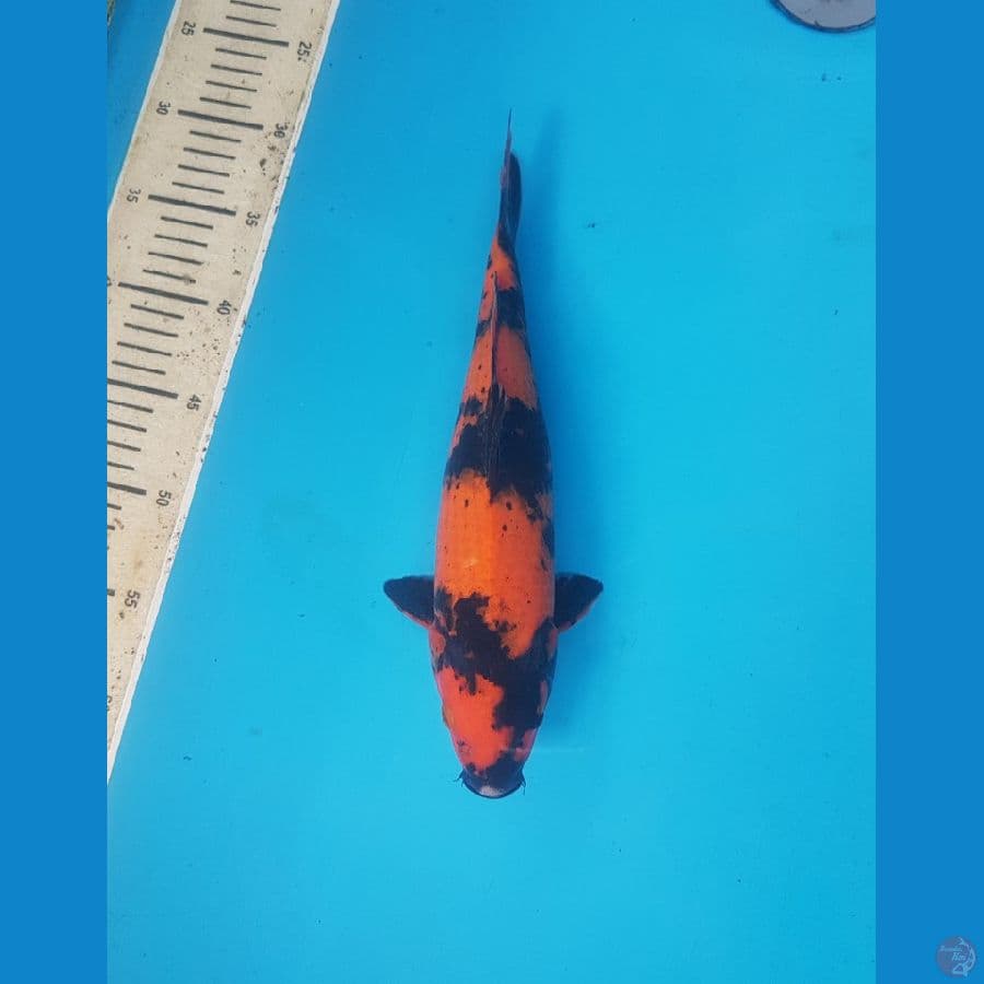 hi utsuri 31cm