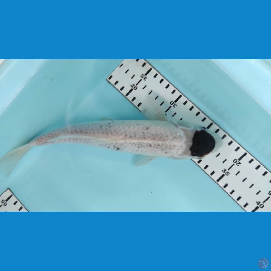 tanco bodo 26cm jantan