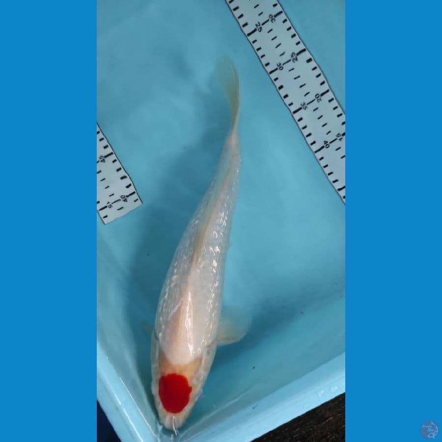 tanco kohku gindrin  37cm jantan