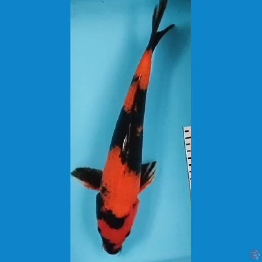 utsuri 36cm