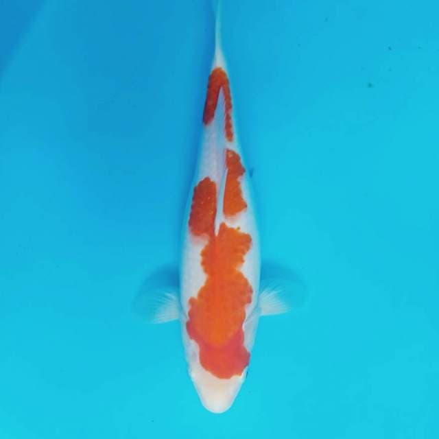 Kohaku