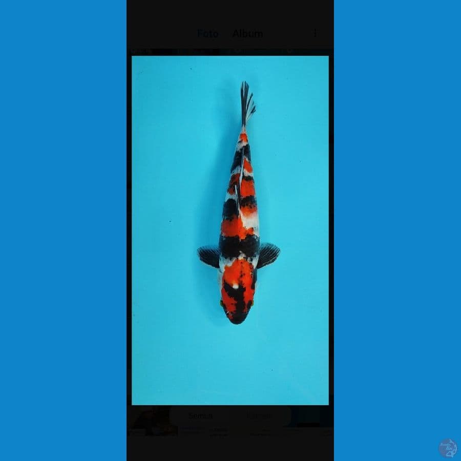 SHOWA SHANSOKU 24 CM HQ