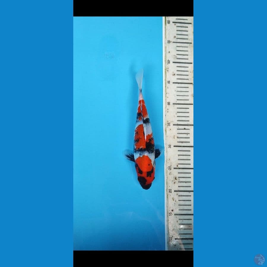 SHOWA SHANSOKU 26cm HQ