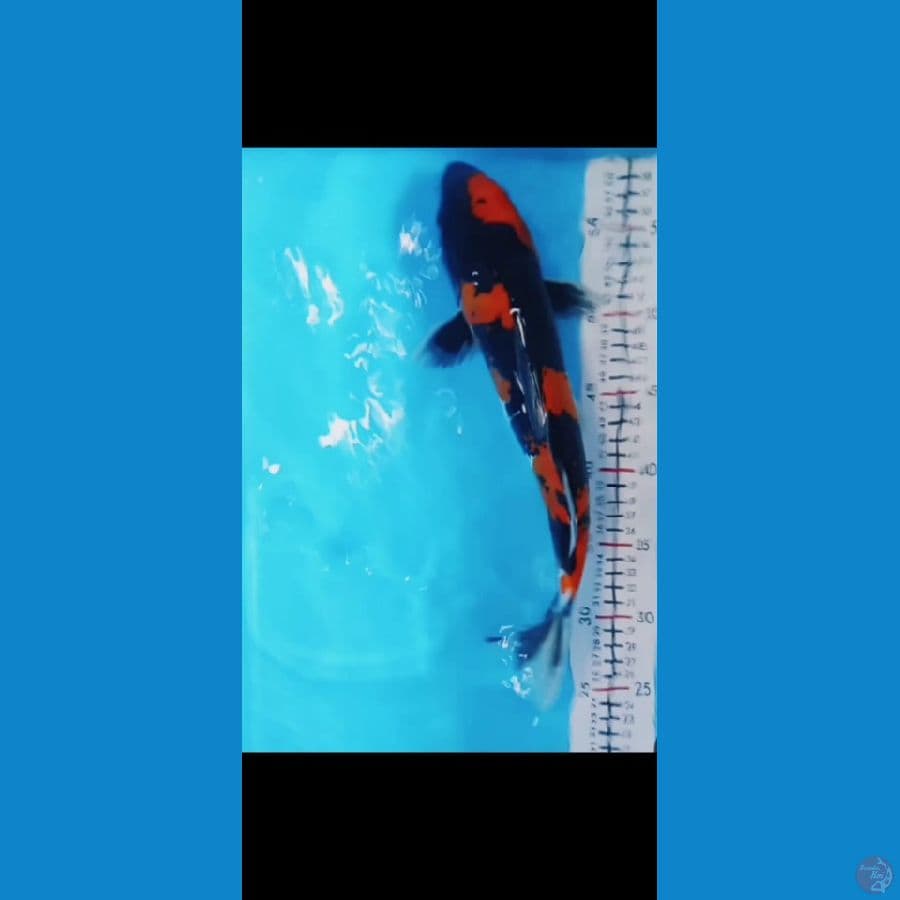 Hi Showa 34 cm