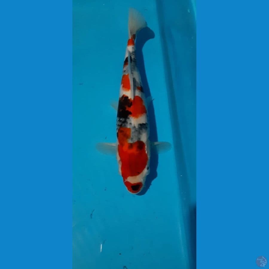 High Quality showa 30cm