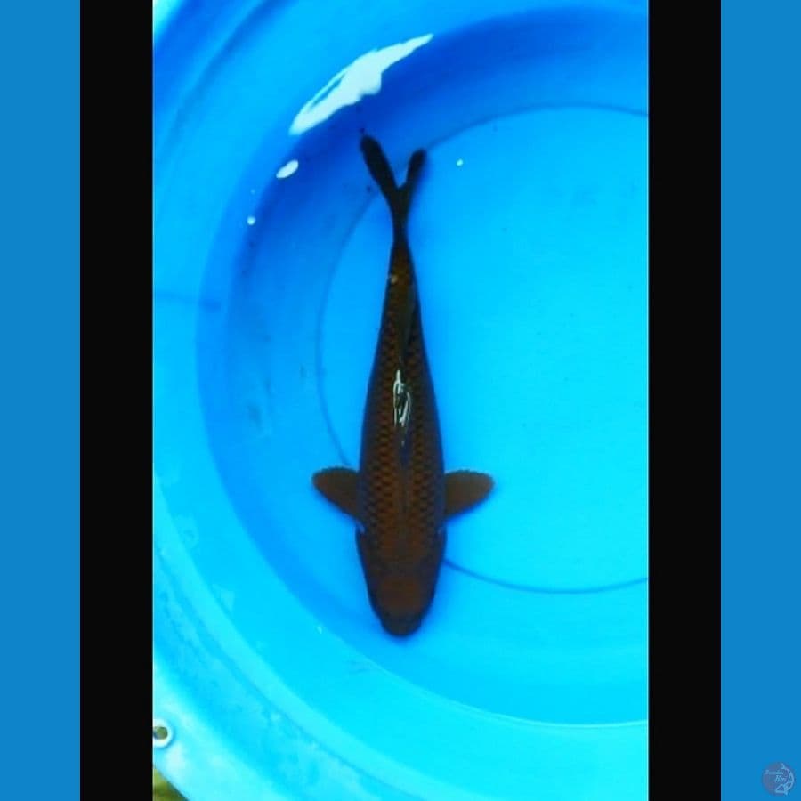 Chagoi tembaga 35 cm
