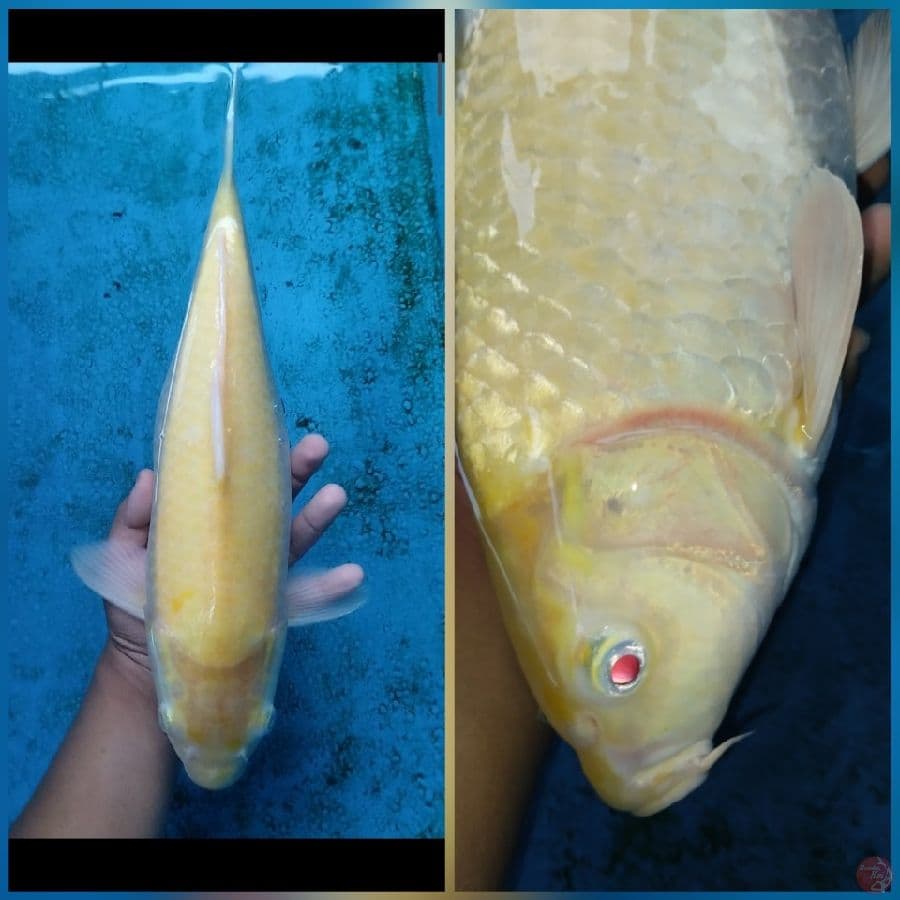 karashi mata merah FM