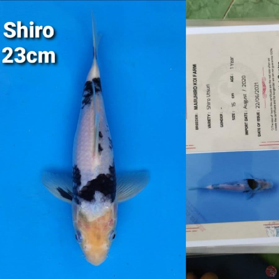 MARUHIRO SHIRO 23CM SERTI