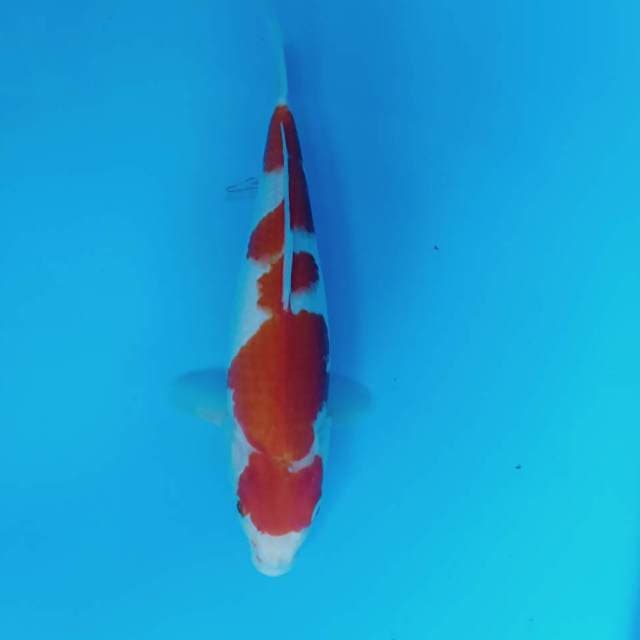 Kohaku