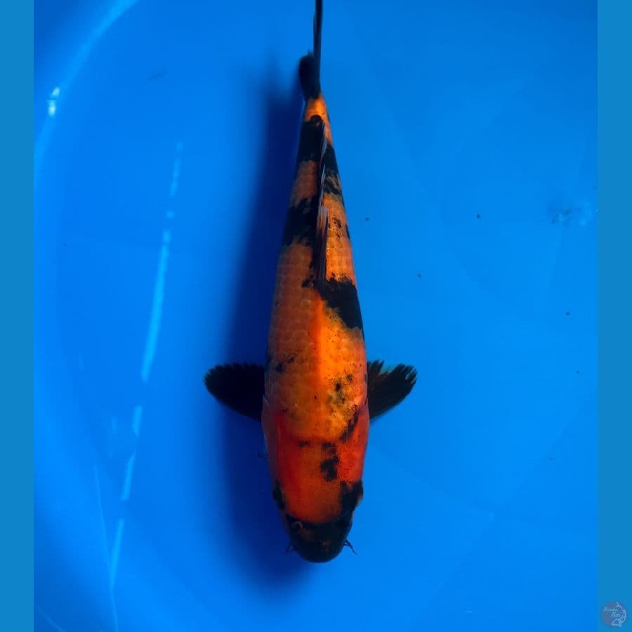hi utsuri 25cm