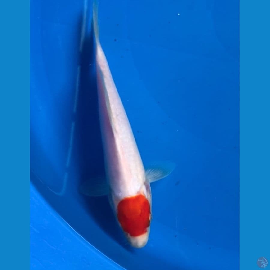 tancho 23cm