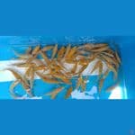 karasi 100ekor 10bu