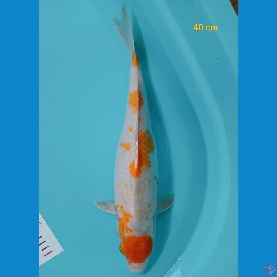 kikokuryu Mantap
