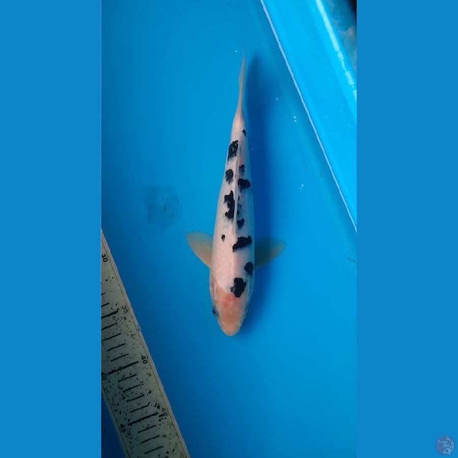 Bekko