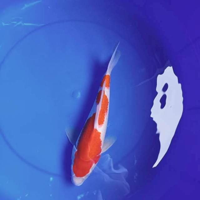 Kohaku 28cm