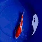 Kohaku 28cm
