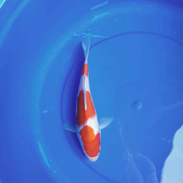 Kohaku 25cm