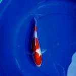 Kohaku 25cm