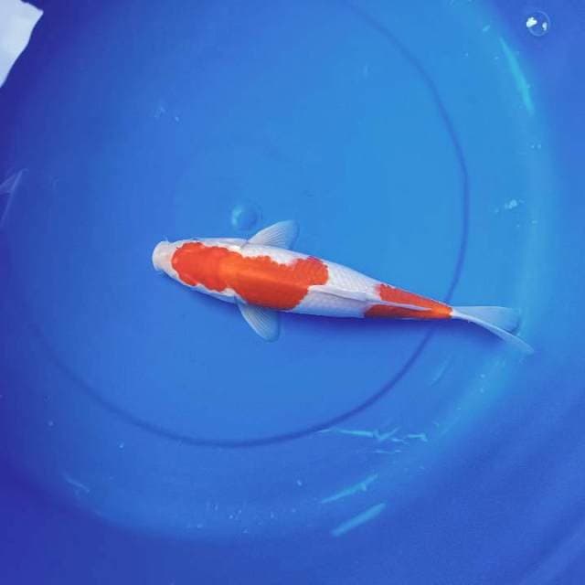 Kohaku 26cm