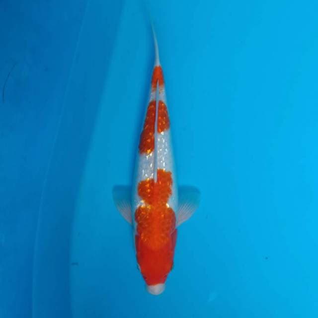 Kohaku Ginrin